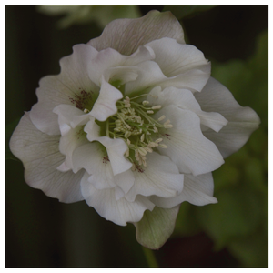 Christmas Rose